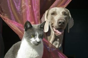 Kot i pies - najwierniejsi przyjaciele