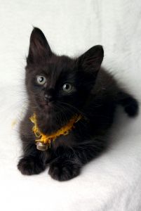 Mały, czarny kociak