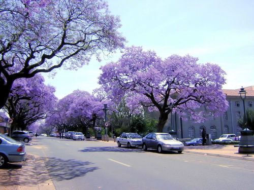 Drzewa jacarandy w Stolicy RPA, Pretorii