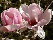 Magnolia soulageana