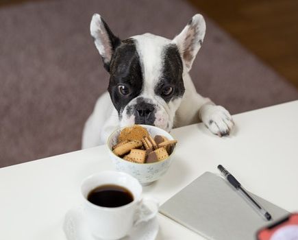 Całkowity brak apetytu u psa - co może być jego przyczyną? 