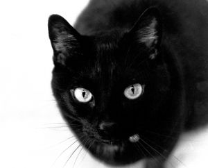 Czarny kot nie przynosi pecha!