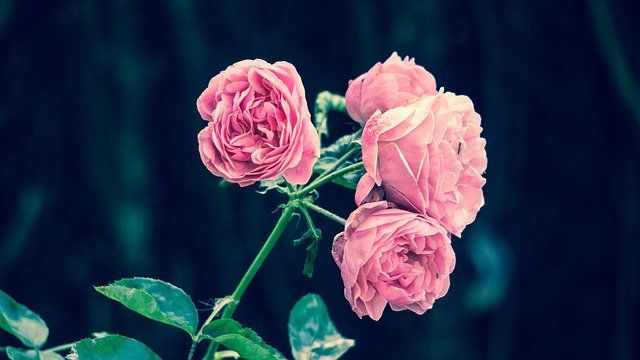 Jak poprawnie sadzić róże?