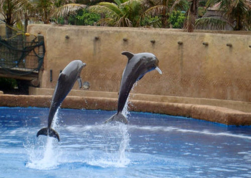 Delfiny na pokazie w Durbanie widzianym w czasie wycieczki