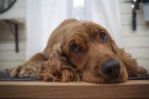 Karma dla psa z problemami - czy odpowiednia karma wystarczy?