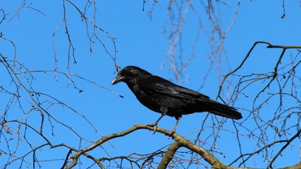 Wrona wśród drzew, czyli kilka faktów o ptasiej mądrości