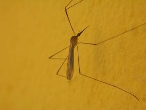 Jaki rodzaj moskitiery wybrać?