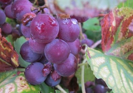 Zmielone pestki winogron – OPC