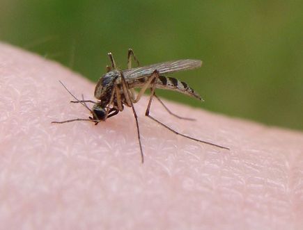 Komary i spółka, czyli dlaczego warto zainstalować moskitiery okienne