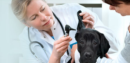Najczęstsze choroby psów - jak zapobiegać i leczyć