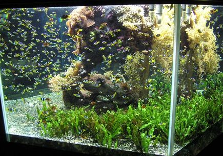 Jak organizować podłoże do akwarium roślinnego?