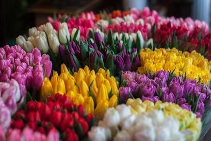 Tulipany – jedne z najpopularniejszych kwiatów ciętych