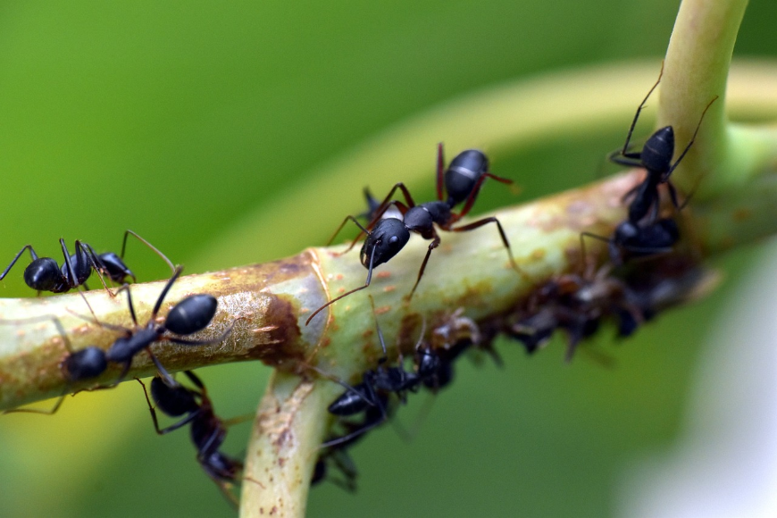 Mrówki w ogrodzie - Przyjaciele czy wrogowie? Poznaj tajemnice tych fascynujących stworzeń