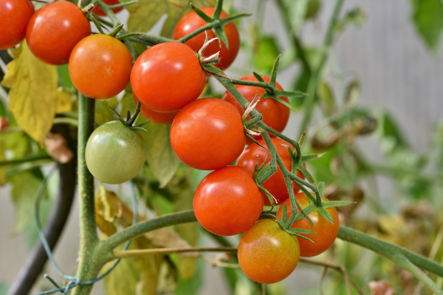 Tajemnice uprawy pomidorów koktajlowych: Przewodnik od nasionka do dojrzałych owoców