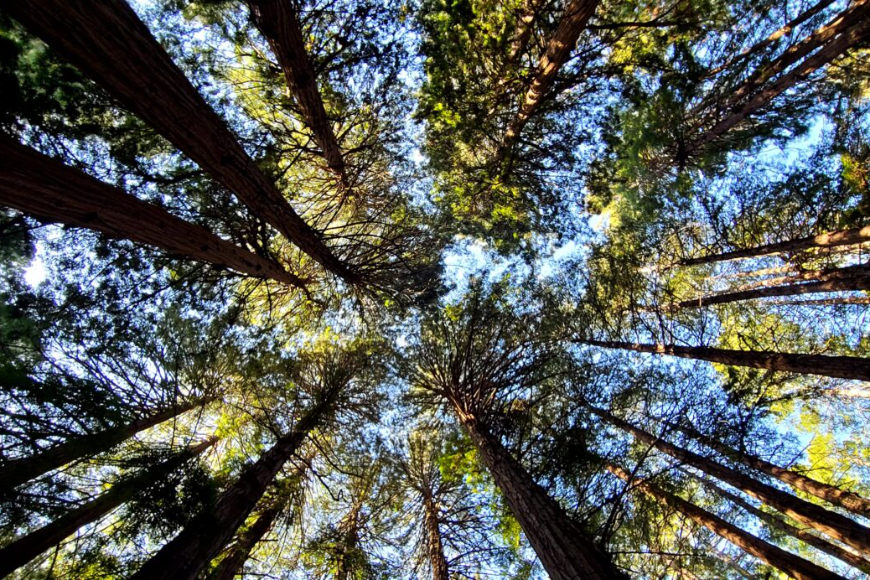 Najpiękniejsze lasy Kalifornii