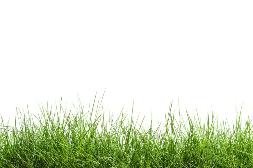 5 powodów, dla których zakładanie trawnika warto zlecić profesjonalistom