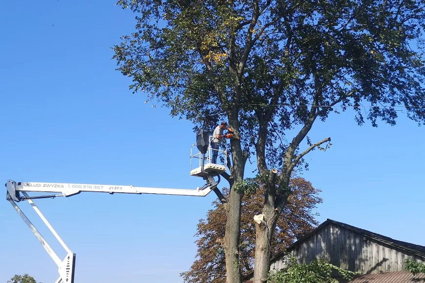 Co wpływa na stan i zdrowie naszych drzew?