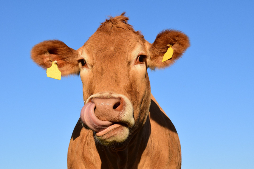 Krowy w Myscowej protestują! Nie chcą zbiornika Kąty-Myscowa