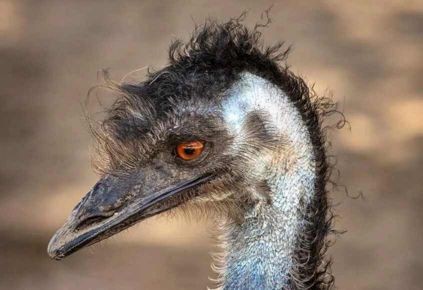 10 interesujących ciekawostek o emu