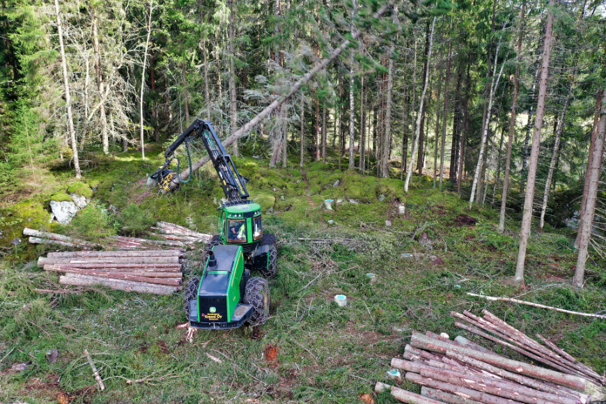 Jak ściąć drzewo - proces wycinki drzew