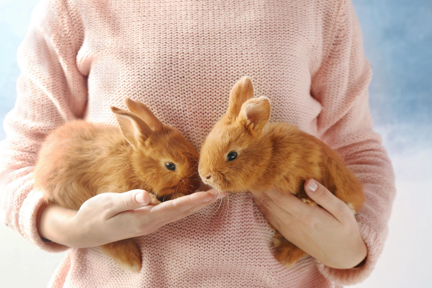 Siano dla królika – atrakcyjny dodatek czy kluczowy element diety? Znamy odpowiedź!