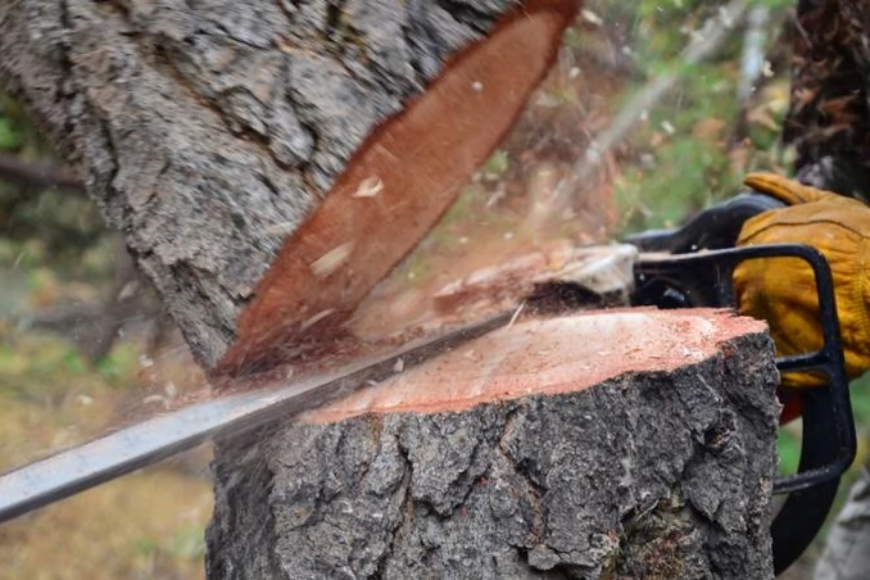 Jakie środki ostrożności należy zachować podczas wycinki drzew?