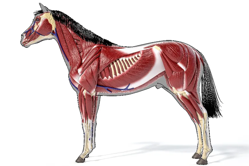 Anatomiczna budowa konia