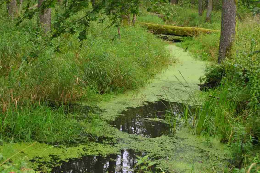 Enklawa Białowieska - miejsce, gdzie rządzi cisza, zieleń i dziewicza przyroda