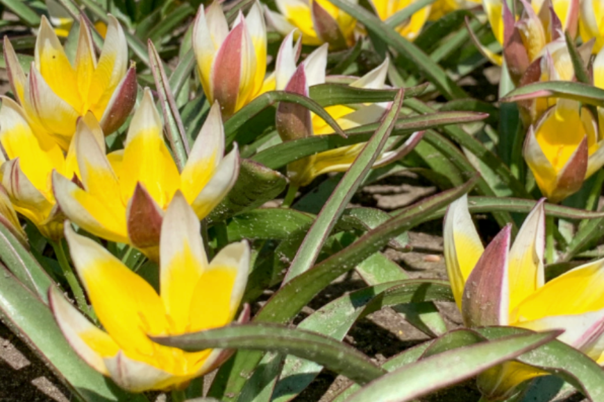 Zobacz, czym wyróżnia się tulipan tarda