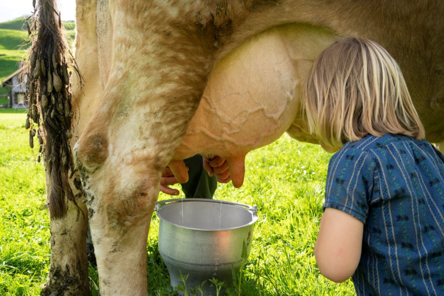 Jak wybrać colostrum, które naprawdę działa? Przewodnik po jakości
