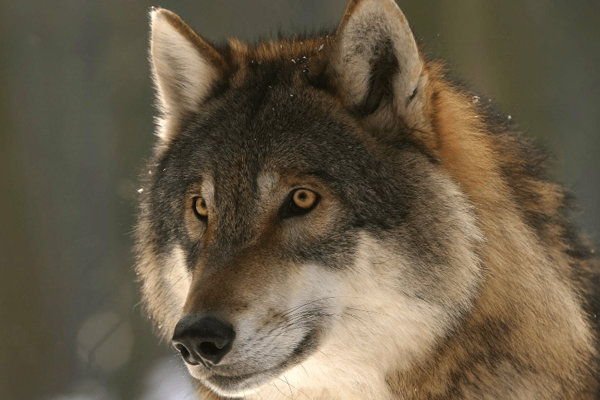 Jak naukowcy obserwują wilki?